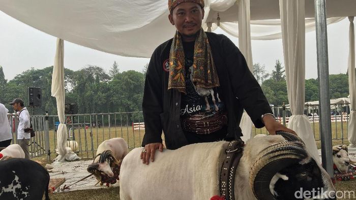 Kisah Sofian Peternak Domba Sukses Dengan Omzet Rp 400 Juta
