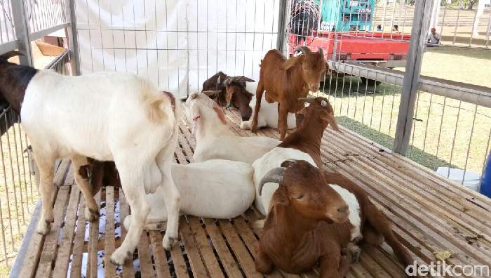 Jambore Peternak Kambing dan Domba