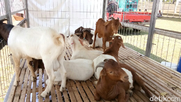 Minggu Pagi, Jokowi Hadiri Jambore Peternak Kambing di Cibubur.