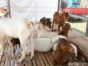 Bisa Pingsan, Ini Fakta Unik Kambing dan Bedanya dengan Domba
