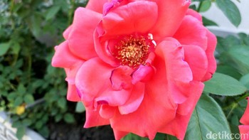 Dalam keadaan cukup cahaya, detail yang dihasilkan cukup tinggi. Foto: detikINET/Anggoro Suryo Jati