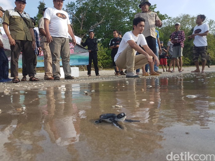 Selain Badak, Ujung Kulon Jadi Habitat Berbagai Jenis Penyu