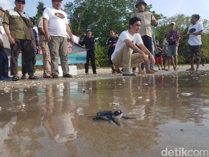 Selain Badak, Ujung Kulon Jadi Habitat Berbagai Jenis Penyu