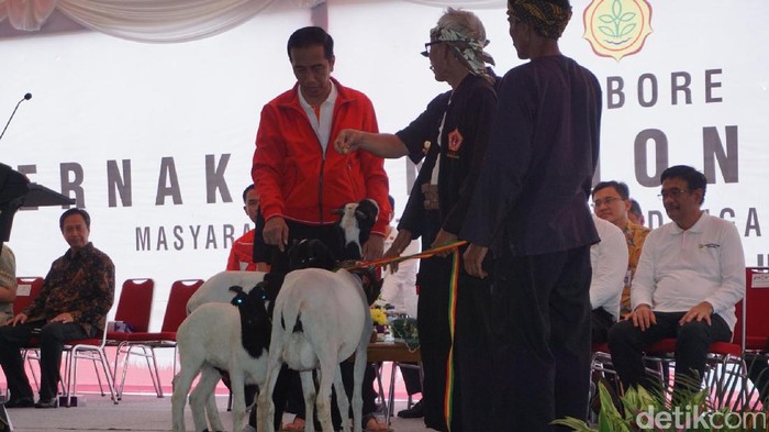Pelihara Kambing Sendiri, Jokowi: Untungnya Gede Juga