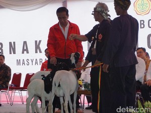 Cerita Peternak Kambing ke Jokowi soal Uang Bensin