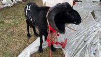 Selain domba cantik, terdapat pula kontes dan seni ketangkasan Domba Garut, kontes Kambing Kaligesing, eksibisi ternak oleh peternak sapi, ayam lokal, itik, dan kelinci. Sehingga kegiatan ini juga dimanfaatkan oleh masyarakat sekitar sebagai kegiatan wisata dan edukasi di bidang peternakan.