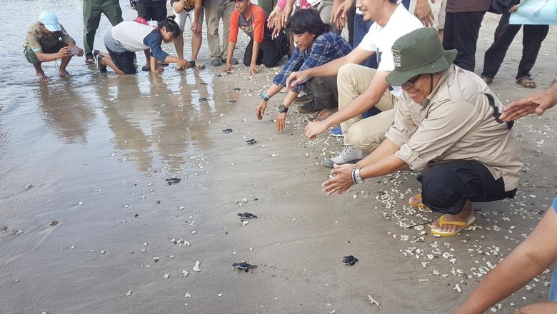 Yang Kamu Belum Tahu Ujung Kulon Punya Konservasi Penyu