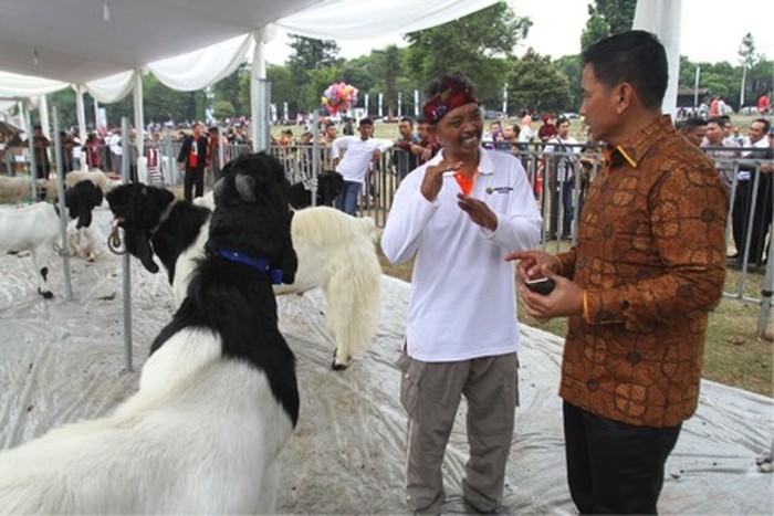 BNI Dukung Indonesia Jadi Eksportir Kambing dan Domba