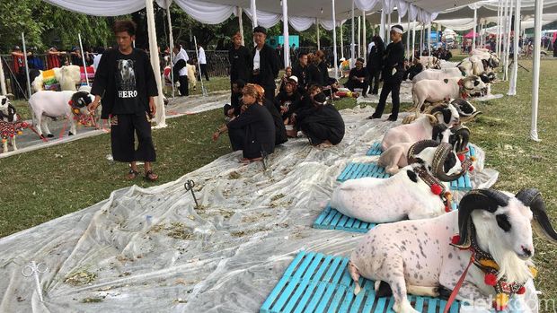 Jokowi Ingin Peternakan Kambing Dikelola Seperti Korporasi.