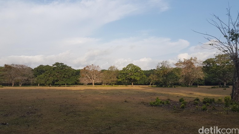 Ini Lokasi Ranger TNUK Pergoki Kucing Besar Diduga Harimau Jawa Ini Lokasi Ranger TNUK Pergoki Kucing Besar Diduga Harimau Jawa