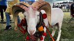 Domba-domba Cantik di Jambore Peternakan Nasional