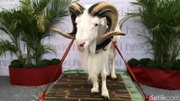 Pemerintah melalui Kementerian Pertanian dan Kantor Staf Kepresiden mempunyai maksud tersendiri menggelar Jambore Peternakan Nasional 2017. Kegiatan ini ingin memberikan pesan bahwa sub sektor peternakan mempunyai peranan penting untuk pemenuhan kebutuhan protein hewani.