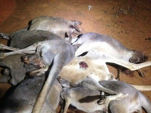 Satwa Asli Mati Akibat Dibangunnya Pagar Pencegah Anjing Liar