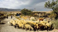 Jika musim panas mereka akan tinggal di rumah dengan atap jerami di tengah gunung untuk melindungi mereka dari panas. Sedangkan ketika musim dingin penduduk akan masuk ke dalam gua-gua yang mereka bangun (Rodolfo Contreras/BBC)