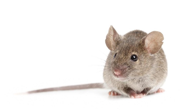 Ada-ada Saja! Barang Bukti Ganja Hilang, Polisi Salahkan Tikus Ada-ada Saja! Barang Bukti Ganja Hilang, Polisi Salahkan Tikus