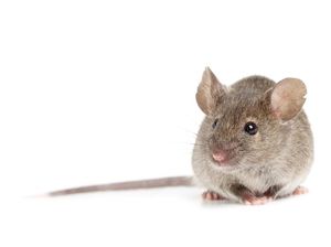 Sekeluarga di Surabaya Terserang Bakteri Tikus, 1 Orang Meninggal