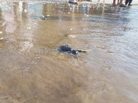 Penyu yang dilepaskan dari penangkaran