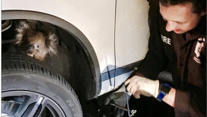 Bergantung di Kaki-kaki Mobil 4x4, Koala Ini Masih Hidup