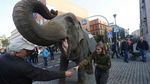 Gajah Turun di Jalan Saat Pemilu Kanselir Jerman, Ada Apa?