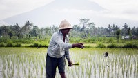 Seorang petani mengerjakan sawahnya di areal persawahan sekitar 12 kilometer dari Gunung Agung yang berstatus awas di Desa Rendang, Karangasem, Bali, Minggu (24/9). (Foto: ANTARA FOTO/Nyoman Budhiana)