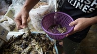 Serangga dipercaya mengandung protein yang berlimpah, sehingga menjadi makanan favorit bagi petani Thailand (AFP)