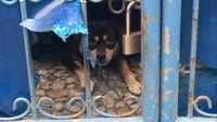 Viral Surat Larangan Pelihara Anjing, Ini Penjelasan Ketua RT di Bekasi