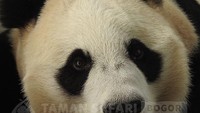 Ini Hu Chun, panda betina dari China yang akan pindah ke Indonesia. Hu Chun, yang berasal dari dua kata, Hu dan Chun, bermakna danau dan musim semi. Nama itu dirasa cocok dengan kondisi Indonesia yang mempunyai banyak pulau. (Foto: Instagram Dua Panda Taman Safari)