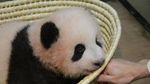 Xiang Xiang, Bayi Panda Lucu yang Mencuri Perhatian di Jepang