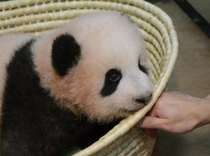 Bayi Panda Menggemaskan di Tokyo Akhirnya Punya Nama