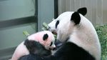 Xiang Xiang, Bayi Panda Lucu yang Mencuri Perhatian di Jepang