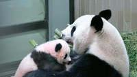 Induk Xiang Xiang yaitu Shin Shin terakhir kali melahirkan lima tahun lalu. Namun, bayi panda yang dilahirkan itu mati beberapa hari kemudian. (Foto: Tokyo Zoological Park Society/Handout via REUTERS)