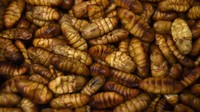 Serangga bisa menjadi salah satu alternatif pengganti daging. Karena serangga mempunyai kandungan energi yang tinggi dibandingkan dengan ayam, babi dan daging sapi (AFP)