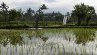 Meskipun Gunung Agung belum menunjukkan erupsi namun warga di sekitar lereng gunung itu telah diungsikan ke berbagai wilayah Bali untuk menghindari hal yang tidak diinginkan (Foto: ANTARA FOTO/Nyoman Budhiana)
