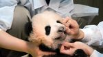 Xiang Xiang, Bayi Panda Lucu yang Mencuri Perhatian di Jepang