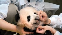 Setelah berusia 100 hari, bayi panda ini sudah bisa berjalan sendiri dan beratnya mencapai 6 kg (Foto: Tokyo Zoological Park Society/Handout via REUTERS)