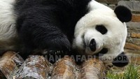 Kalau yang ini namanya Cai Tao. Giant panda jantan ini usianya 7 tahun. Cai Tao bermakna sesuatu yang cukup istimewa di China. Saat ini, Cai Tao masih berada di Wolong Panda Base di China (Foto: Instagram Dua Panda Taman Safari)