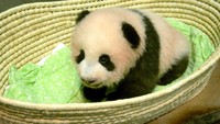 Sejak 30 tahun lalu, ini pertama kalinya bayi panda di Kebun Binatang Ueno, Tokyo, Jepang bertahan hidup hingga 100 hari. (Foto: Tokyo Zoological Park Society/Handout via REUTERS)