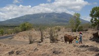 Dua warga mengembalakan sapi di Desa Batu Dawa yang berjarak sekitar 10 kilometer dari Gunung Agung, Karangasem, Bali, Senin (25/9). (Foto: ANTARA FOTO/Nyoman Budhiana)