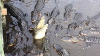 St Augustine Alligator Farm Zoological Park di Florida, AS, menjadi rumah bagi lebih dari 20 spesies buaya. Kalau berkunjung ke sana, banyak pilihan aktivitas wisata, seperti flying fox (staugalligatorfarm/Instagram)