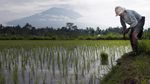 Gunung Agung yang Masih Jadi Magnet Turis