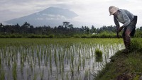 Petani ini tetap mengerjakan sawahnya berlatar Gunung Agung yang kini berstatus awas (Foto: ANTARA FOTO/Nyoman Budhiana)