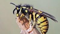 Bagi orang-orang yang memiliki alergi, hati-hati terhadap tawon atau lebah karena sengatannya dapat memicu reaksi yang cukup parah bahkan berujung serangan jantung. Hal ini terjadi karena tubuh melepaskan senyawa histamin berlebih dan membuat pembuluh darah berkontraksi. (Foto: Thinkstock)