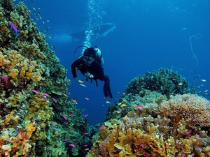 Potensi Wisata di Kawasan Teluk Tomini Sangat Ideal Untuk Snorkeling