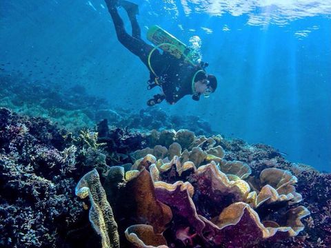 Karang laut di Teluk Tomini