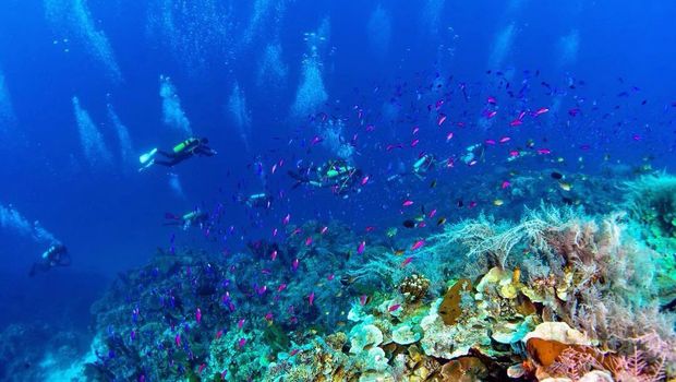 Karang laut yang beragam