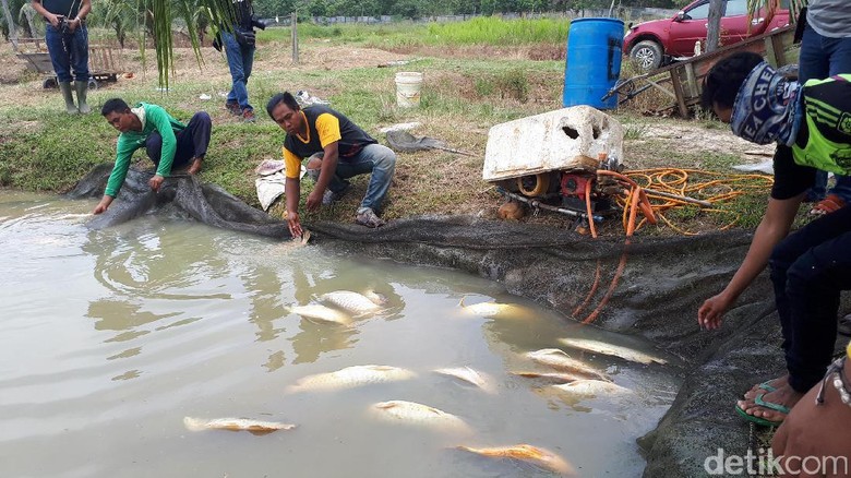 Banyak Ikan  Arwana  Mati di Riau Dampak Lumpur Proyek Tol 