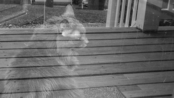 Hantu kucing? Foto: boredpanda