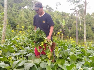 Petani di Banjarnegara Pilih Sayurannya untuk Pakan Kambing