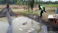 Jarak kolam ini dengan jalan tol hanya sekitar 50 meter saja. Posisi kolam berada di lembah, sedangkan jalan tol berada di bagian atasnya. (Chaidir/detikcom)Jarak kolam ini dengan jalan tol hanya sekitar 50 meter saja. Posisi kolam berada di lembah, sedangkan jalan tol berada di bagian atasnya. (Chaidir Anwar Tanjung/detikcom)