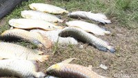 Pantauan di lokasi, air kolam untuk penangkaran itu tidak bening lagi. Air kolam tampak keruh yang berwana seperti tanah liat. Akibat air kolam sudah tercemar dari proyek jalan tersebut, pihak pengelola mengalami kerugian lumayan besar. (Chaidir Anwar Tanjung/detikcom)